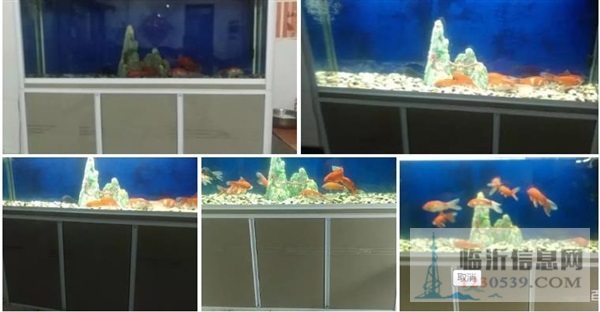 出售魚(yú)缸