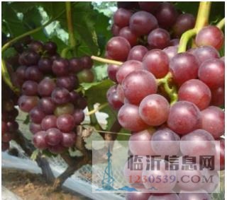 大粒紅葡萄 