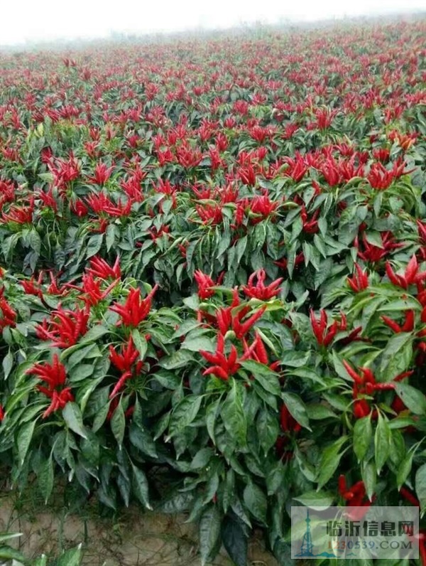 蘋果園轉(zhuǎn)讓出租